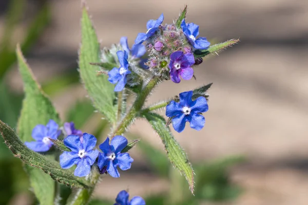 Close Van Een Groene Alkanet Pentaglottis Sempervirens Plant — Stockfoto