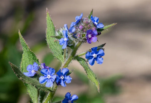 Close Van Een Groene Alkanet Pentaglottis Sempervirens Plant — Stockfoto