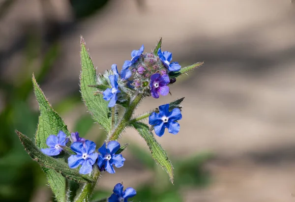 Yeşil bir alkaneti kapat (pentaglottis sempervirens)