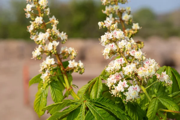 Gros Plan Sur Châtaignier Aesculus Hippocastanum — Photo