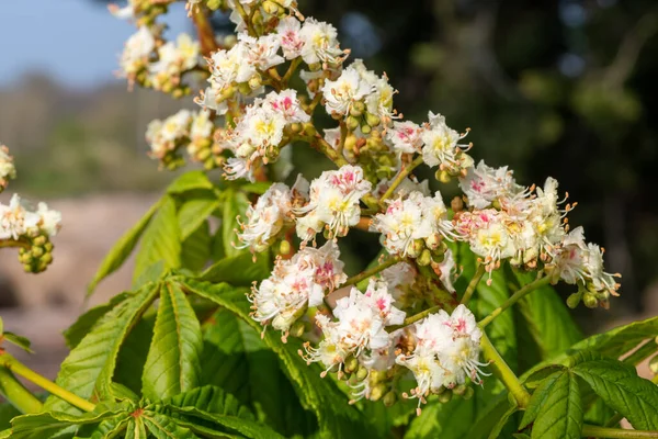 Gros Plan Sur Châtaignier Aesculus Hippocastanum — Photo