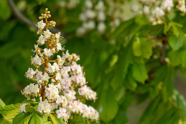 Gros Plan Sur Châtaignier Aesculus Hippocastanum — Photo