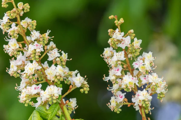 Kestanesinin Üzerindeki Çiçeğe Yakın Çekim Esteculus Hipocastanum Ağacı — Stok fotoğraf