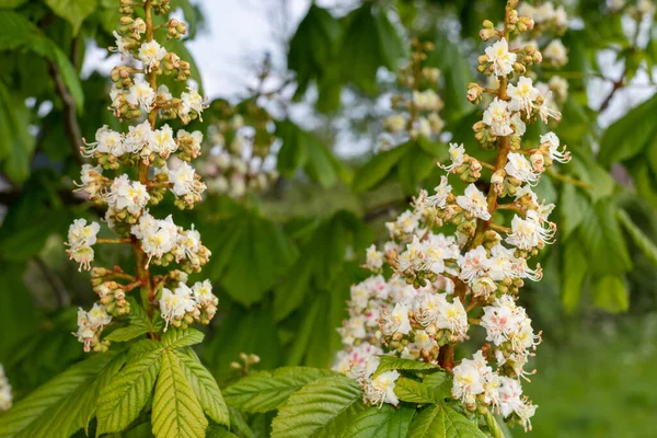 Gros Plan Sur Châtaignier Aesculus Hippocastanum — Photo