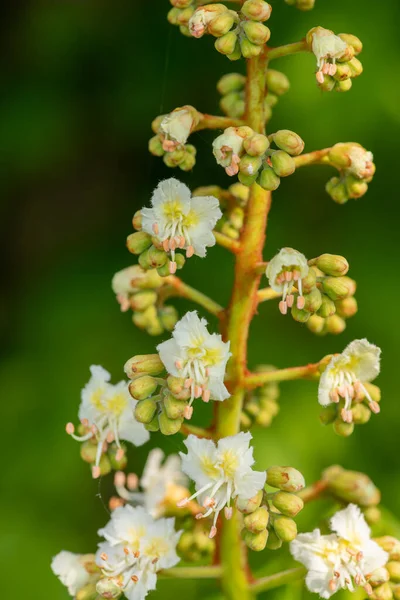 Close Flor Uma Árvore Castanha Cavalo Aesculus Hippocastanum — Fotografia de Stock