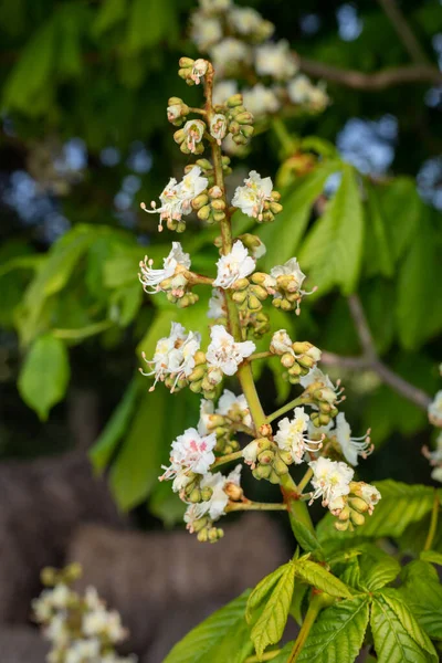 Virágzás Közelsége Egy Lógesztenye Aesculus Hippocastanum Fán — Stock Fotó