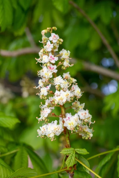 Gros Plan Sur Châtaignier Aesculus Hippocastanum — Photo