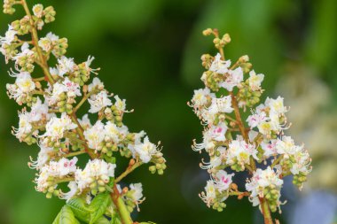 At kestanesinin üzerindeki çiçeğe yakın çekim (esteculus hipocastanum) ağacı