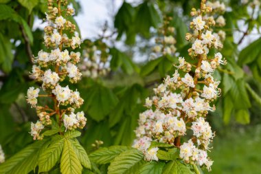 At kestanesinin üzerindeki çiçeğe yakın çekim (esteculus hipocastanum) ağacı