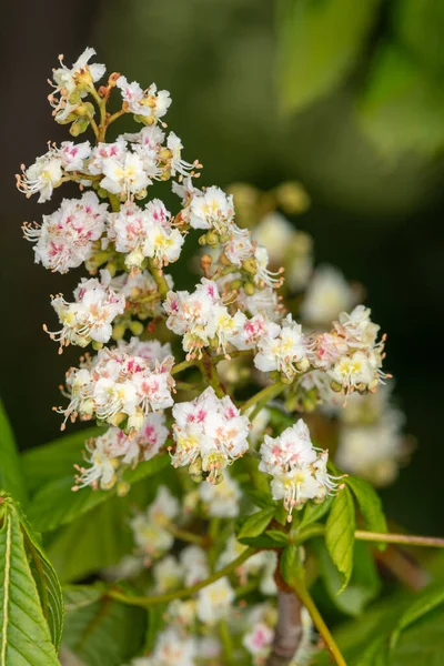 Gros Plan Sur Châtaignier Aesculus Hippocastanum — Photo