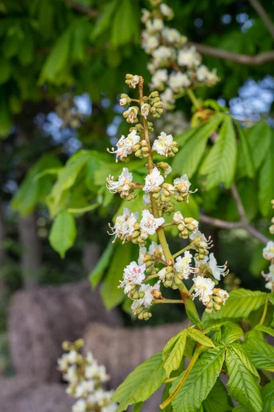 馬栗の上の花の閉じる エシュラスカバスタヌム — ストック写真
