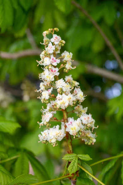 Close Blossom Horse Chestnut Aesculus Hippocastanum Tree — Stock Photo, Image