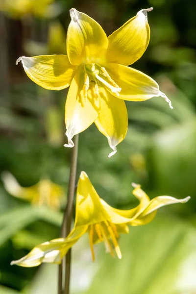 Close Van Een Late Tulp Tulipa Urumiensis Bloem Bloei — Stockfoto