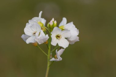 Çiçek açmış bir guguk kuşunun (cardamine pratensis) kapanışı