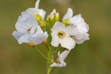 Çiçek açmış bir guguk kuşunun (cardamine pratensis) kapanışı