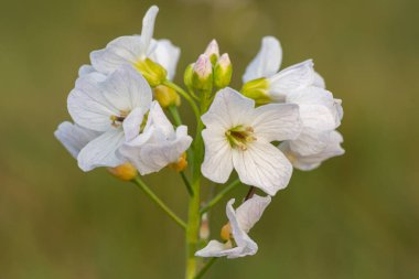 Çiçek açmış bir guguk kuşunun (cardamine pratensis) kapanışı