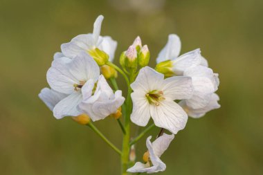 Çiçek açmış bir guguk kuşunun (cardamine pratensis) kapanışı