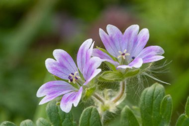 Çiçek açmış güvercinlerin makro görüntüsü ayak sardunyası (sardunya molekülü)