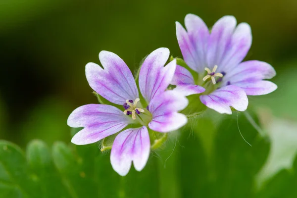 Macro Shot Colombes Pied Géranium Géranium Molle Fleurs Fleurs — Photo