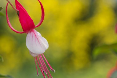 Çiçek açmış pembe ve beyaz fuşyalara yakın.