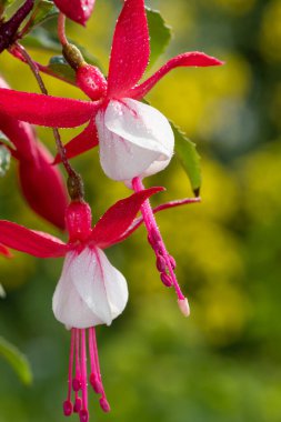 Çiçek açmış pembe ve beyaz fuşyalara yakın.