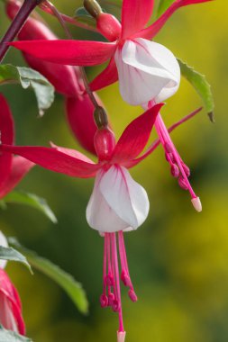 Çiçek açmış pembe ve beyaz fuşyalara yakın.