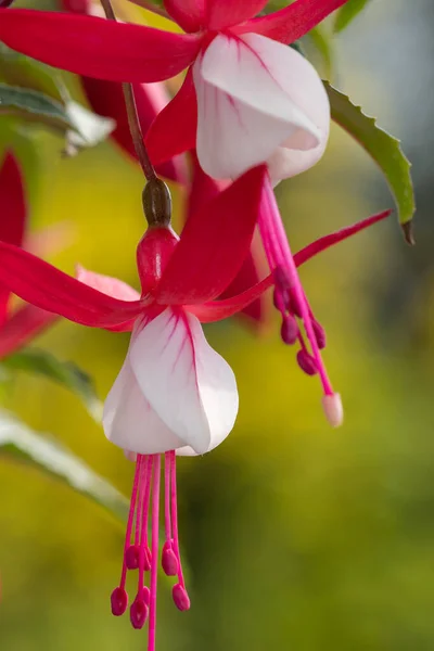Close Pink White Fuchsias Bloom — Stock Photo, Image