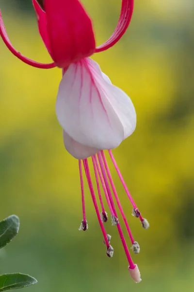 Närbild Rosa Och Vita Fuchsior Blom — Stockfoto