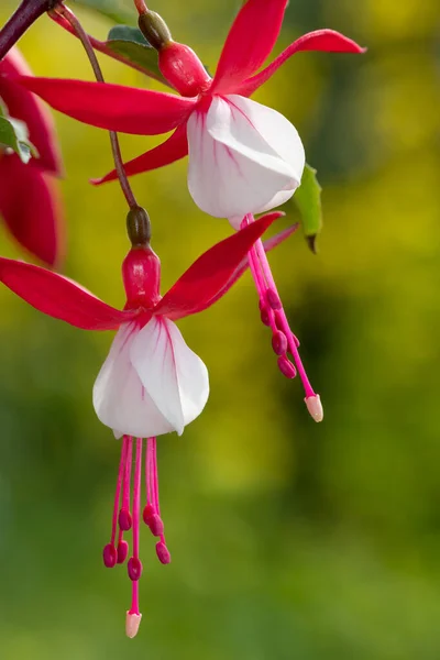 Gros Plan Des Fuchsias Roses Blanches Fleurs — Photo