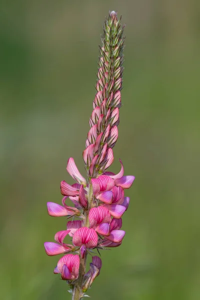Blisko Wspólnego Sainfoin Onobrychis Viciifolia Kwiat Rozkwicie — Zdjęcie stockowe