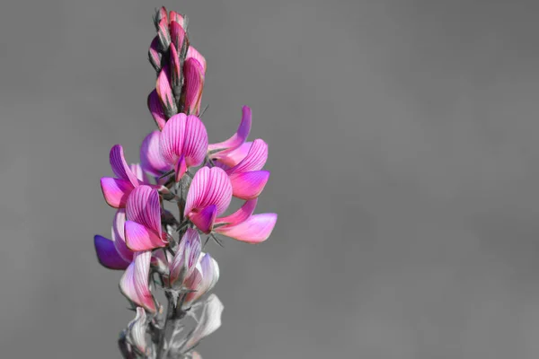 Colorsplash Wspólnego Sainfoin Onobrychis Viciifolia Kwiat Rozkwicie Zielonym Tle — Zdjęcie stockowe