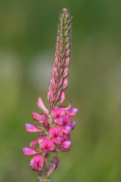 Közelről Egy Közönséges Szentfin Onobrychis Viciifolia Virág Virágzik — Stock Fotó