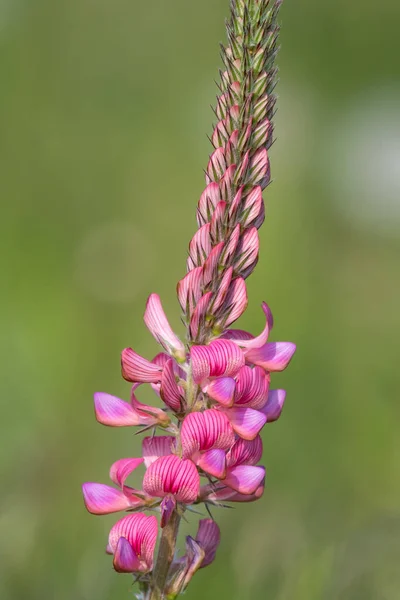 開花時に一般的なサインフォイン Onbrychis Viciifolia の花を閉じます — ストック写真