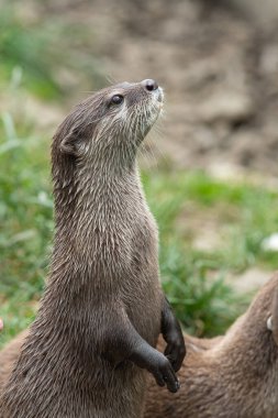 Ayakta duran küçük pençeli su samurunun portresi (amblonyx cinerea)