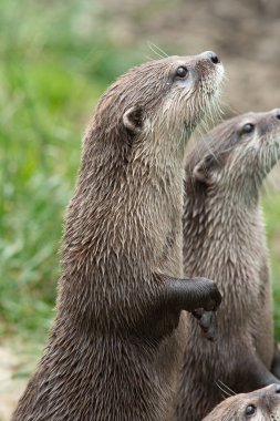 Asyalı küçük pençeli su samurunun portresi (amblonyx cinerea) ayakta duruyor