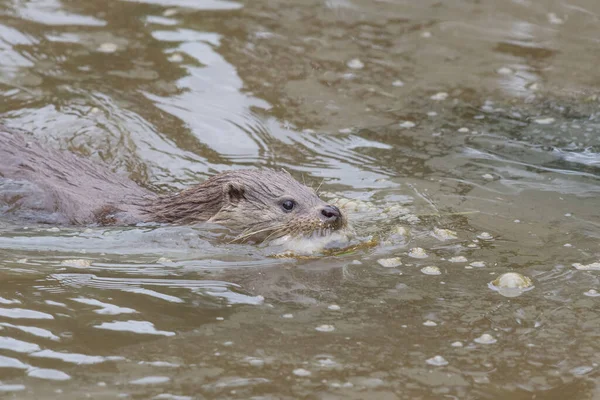 Primer Plano Una Nutria Eurasiática Lutra Lutra Nadando Agua Con — Foto de Stock