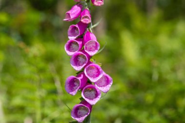 Çiçek açmış bir yüksükotu (digitalis purpurea) çiçeğini kapat