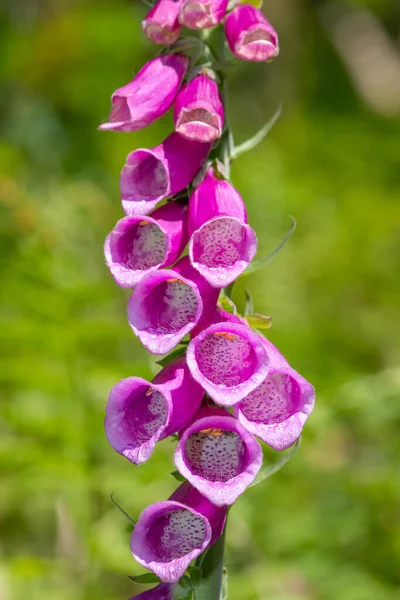 Close Uma Flor Comum Luva Raposa Digitalis Purpurea Flor — Fotografia de Stock