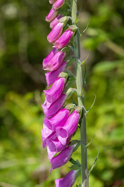 Close Uma Flor Comum Luva Raposa Digitalis Purpurea Flor — Fotografia de Stock