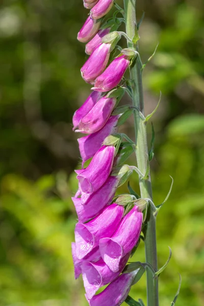 Primer Plano Una Flor Foxglove Digitalis Purpurea Común Flor —  Fotos de Stock