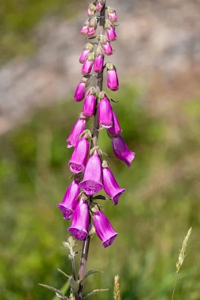 Primer Plano Una Flor Foxglove Digitalis Purpurea Común Flor —  Fotos de Stock