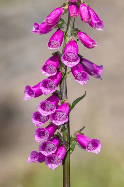 Close Uma Flor Comum Luva Raposa Digitalis Purpurea Flor — Fotografia de Stock
