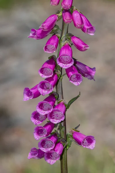 Närbild Vanlig Foxhandske Digitalis Purpurea Blomma Blom — Stockfoto