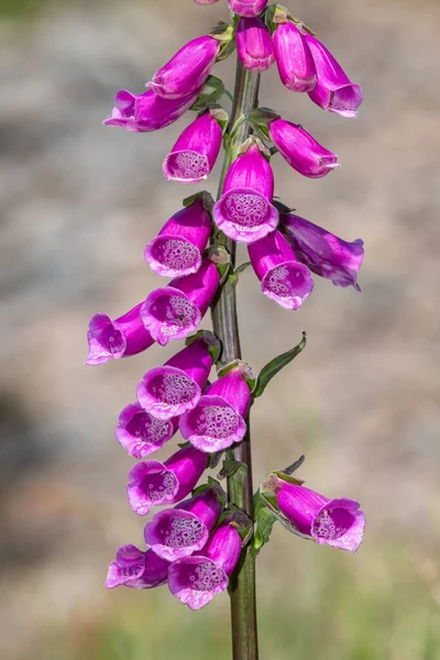 Primer Plano Una Flor Foxglove Digitalis Purpurea Común Flor —  Fotos de Stock