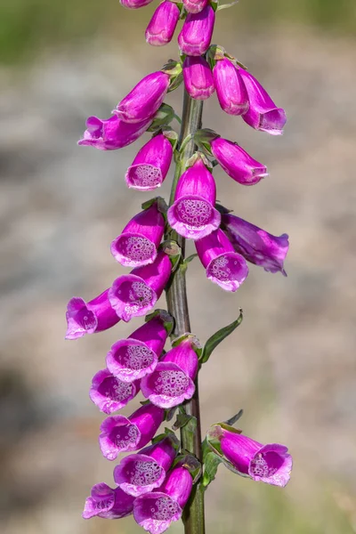 Close Uma Flor Comum Luva Raposa Digitalis Purpurea Flor — Fotografia de Stock