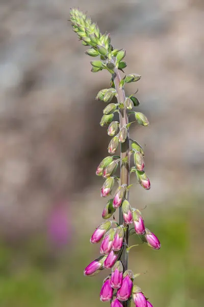 Close Buds Common Foxglove Digitalis Purpurea Flower — Stock Photo, Image