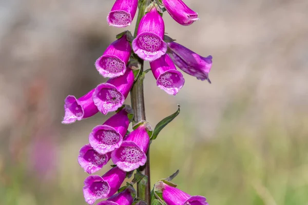 Close Uma Flor Comum Luva Raposa Digitalis Purpurea Flor — Fotografia de Stock