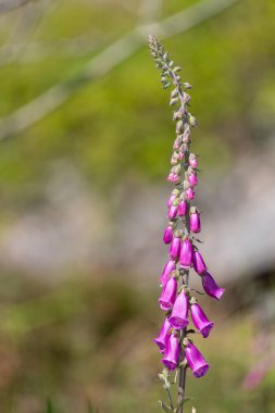 Çiçek açmış bir yüksükotu (digitalis purpurea) çiçeğini kapat