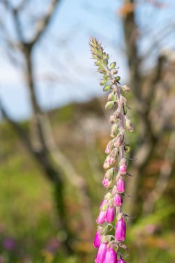 Çiçek açmış bir yüksükotu (digitalis purpurea) çiçeğini kapat