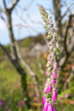 Çiçek açmış bir yüksükotu (digitalis purpurea) çiçeğini kapat